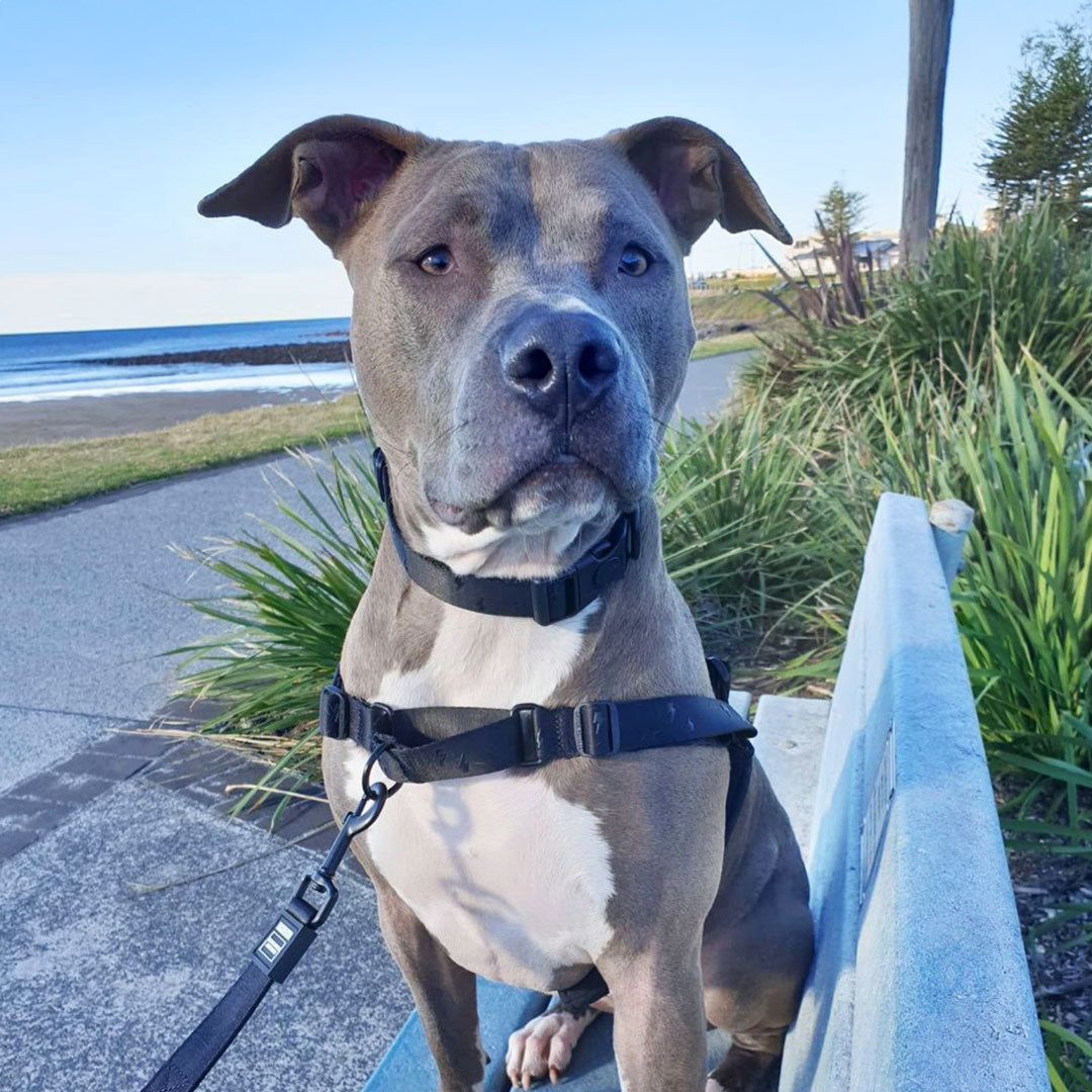 Blackout Collar - Blackout