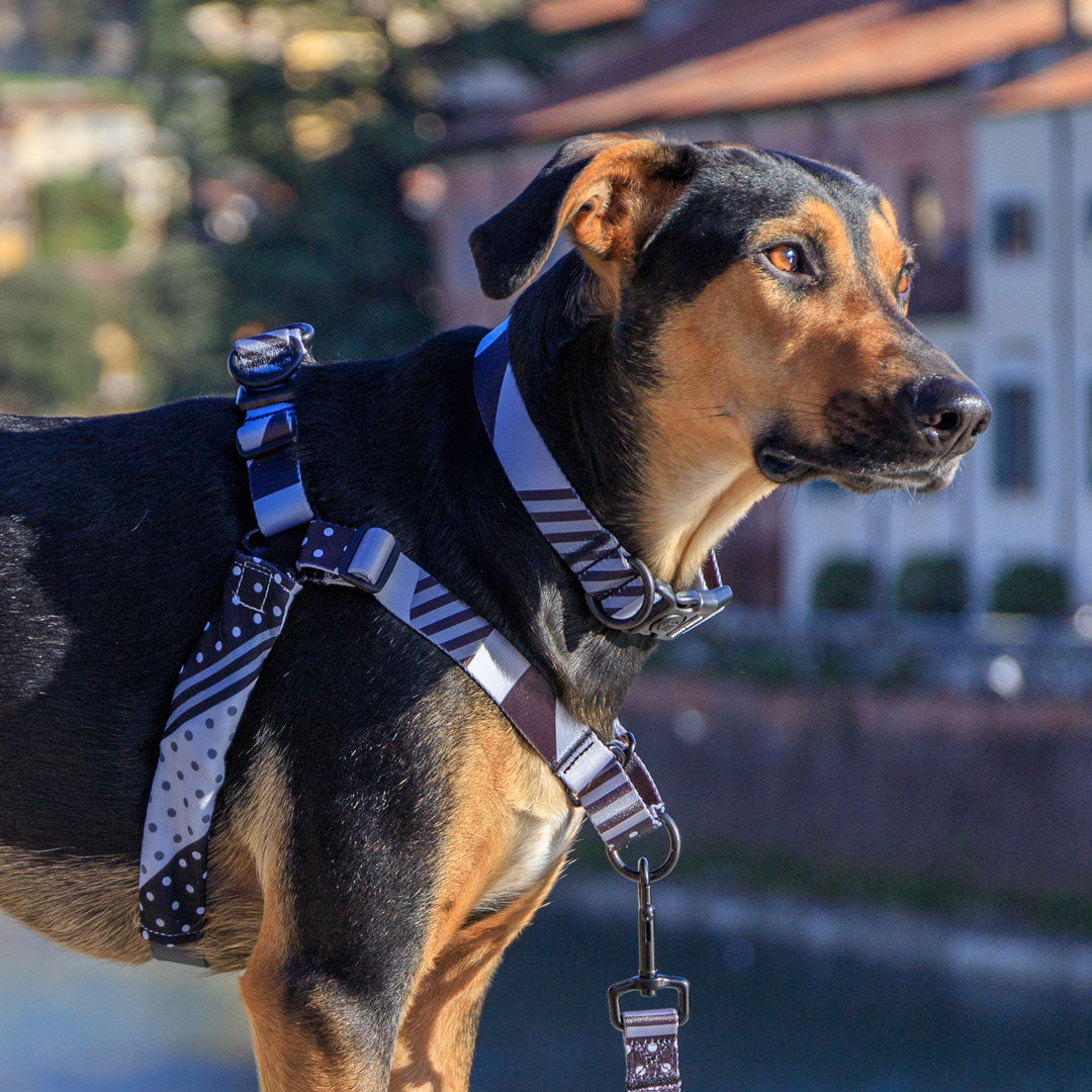 Graphite Collar - Graphite