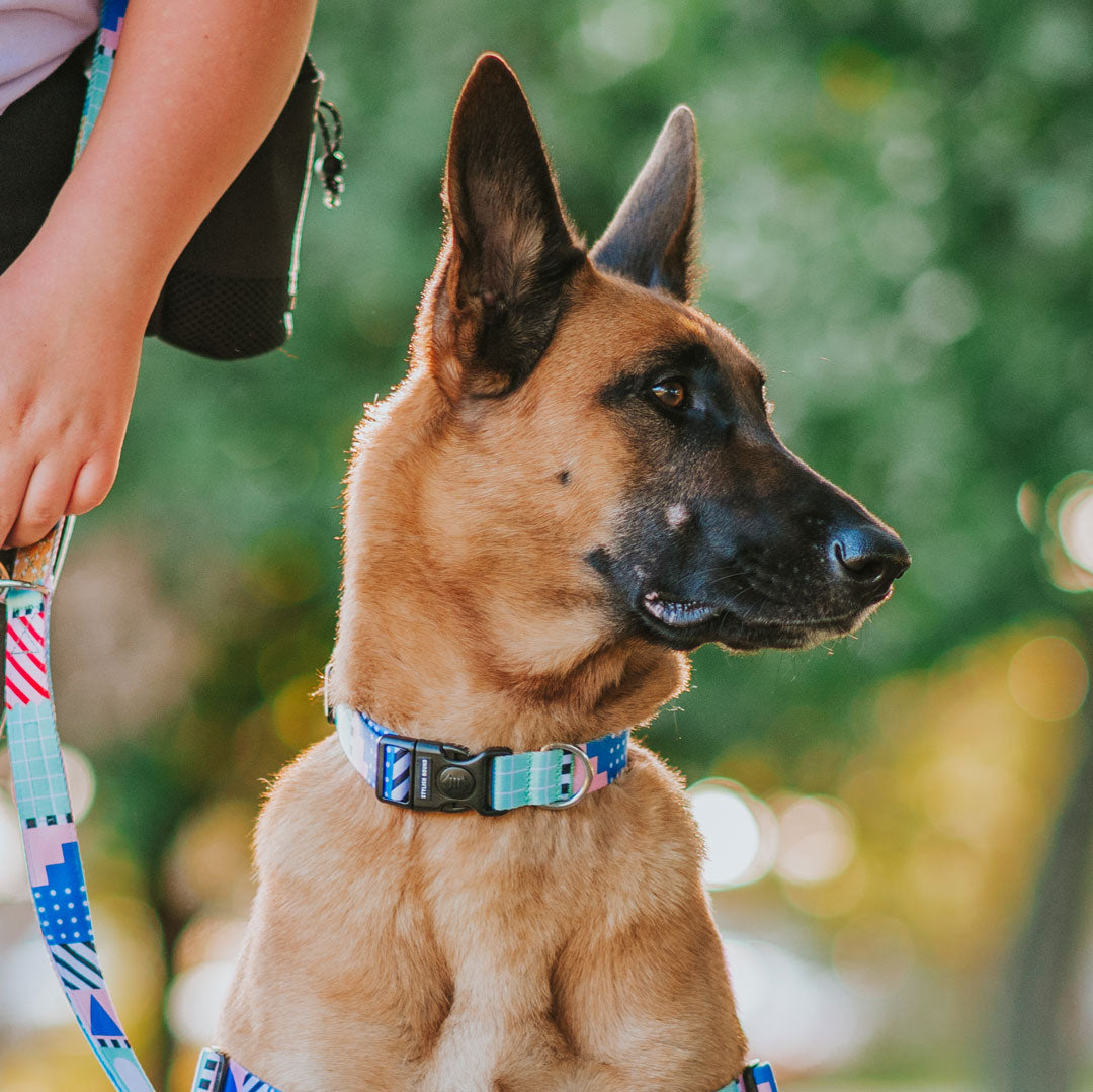 Milano Collar - Milano