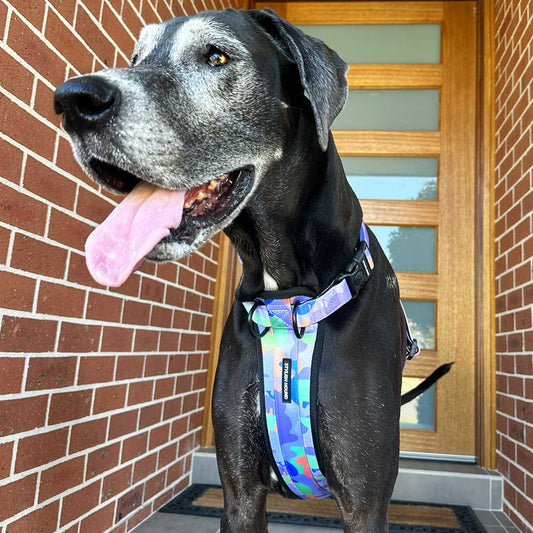 Luna Explorer Chest Plate