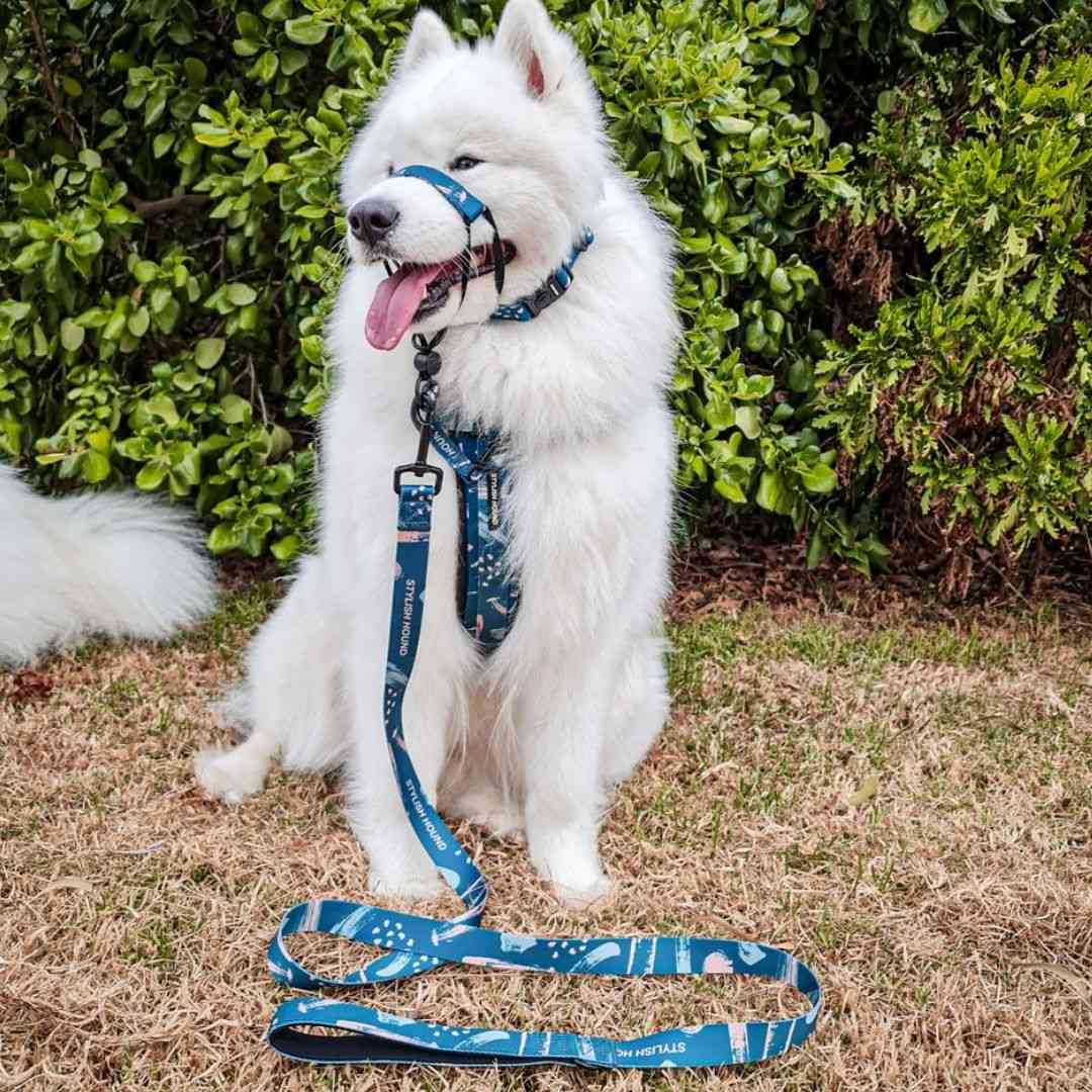Nova Leash - Nova