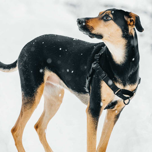 Blackout RNT No-Pull Training Harness - Blackout