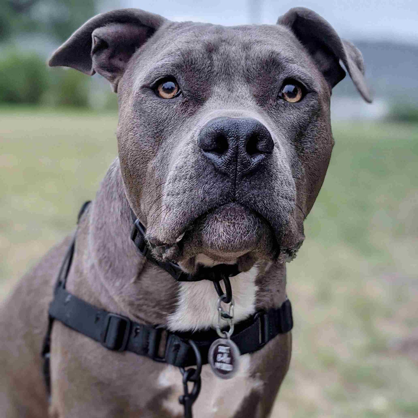 Blackout RNT No-Pull Training Harness - Blackout