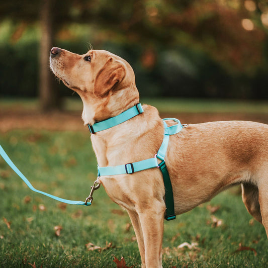 Quartz OG No-Pull Training Harness - Quartz