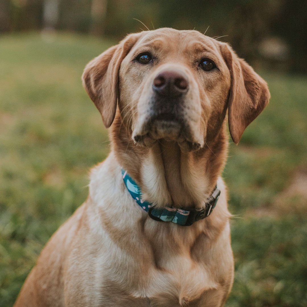 Nova Collar - Nova