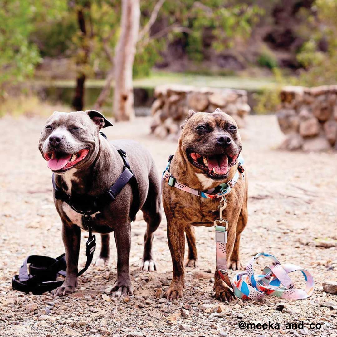 Newtown RNT No-Pull Training Harness - Newtown