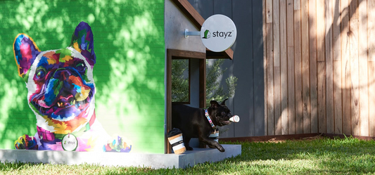 Plan A Stay With Your Doggo