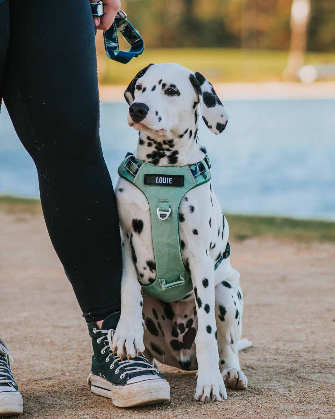 Top Tips for Training Puppies