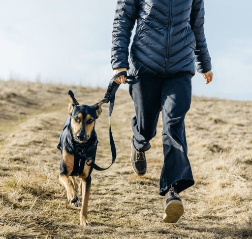 LOOSE LEASH TRAINING FOR BEGINNERS