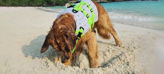 How to stop dogs from digging