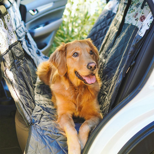 Travel Tips for Nervous Dogs