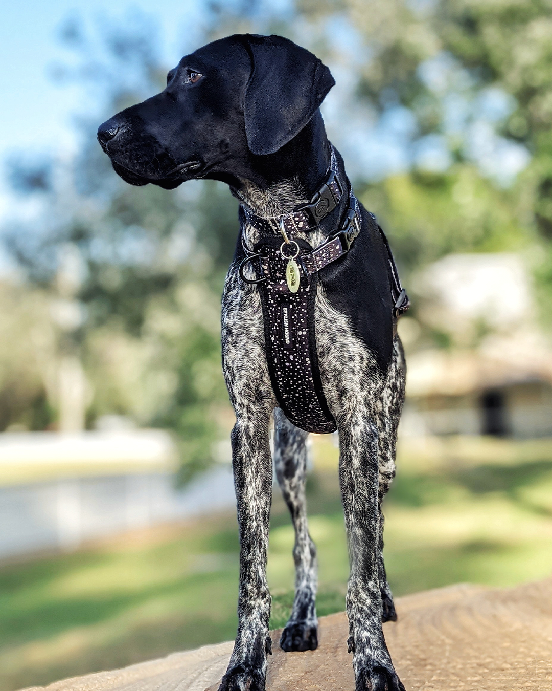 WALK