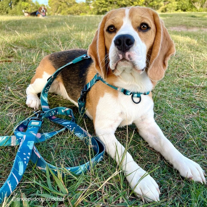 Nova Multi-Function Leash - Nova