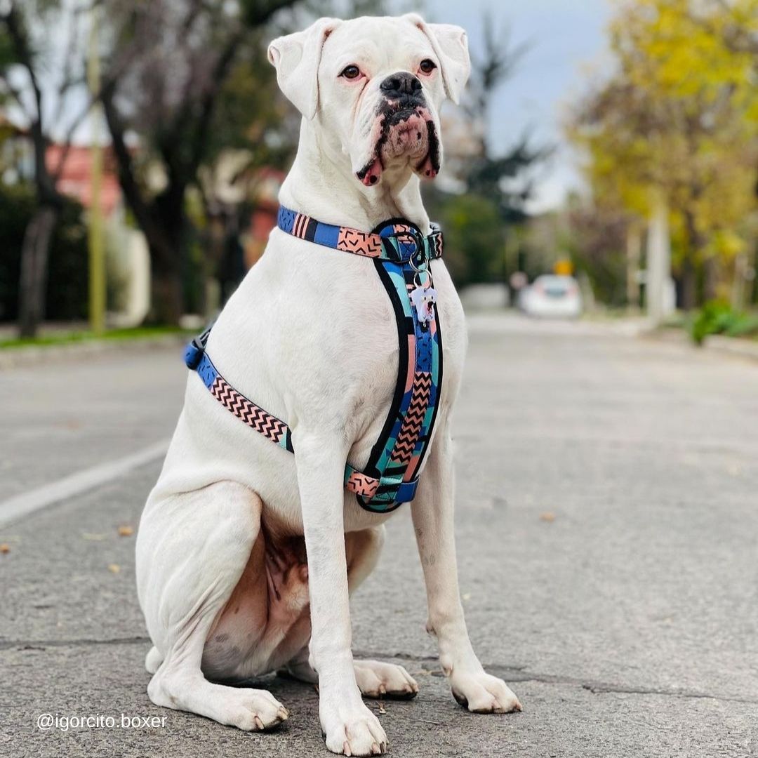 Gumball Chest Plate - Gumball