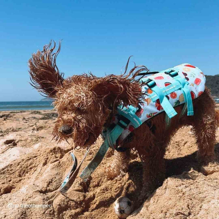 Malibu Dog Swim Jacket