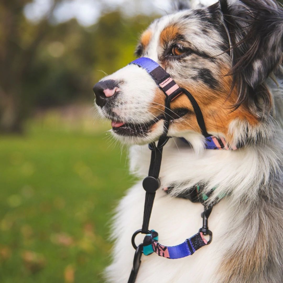 Gumball Halter - Gumball