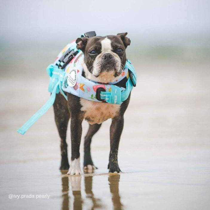 Malibu Dog Swim Jacket