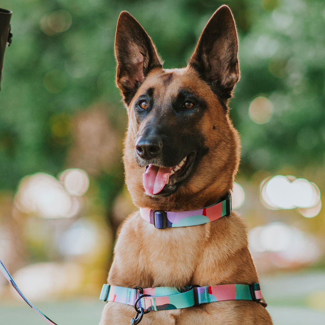 Atlas Collar - Atlas