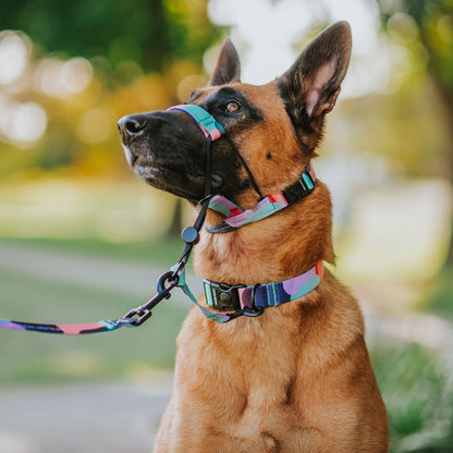 Atlas Halter - Atlas