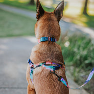 Atlas Leash - Atlas