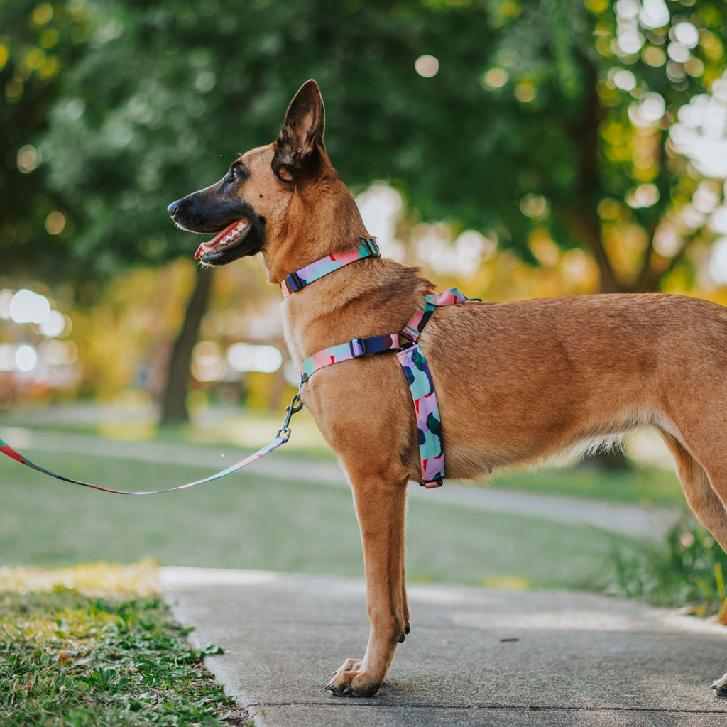 Atlas OG No-Pull Training Harness - Atlas