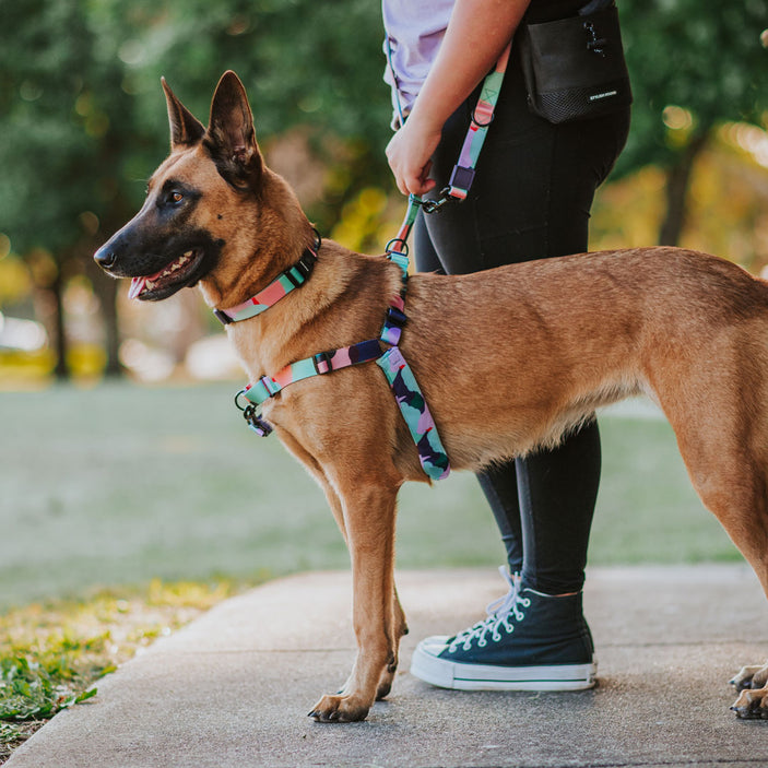 Atlas RNT No-Pull Training Harness