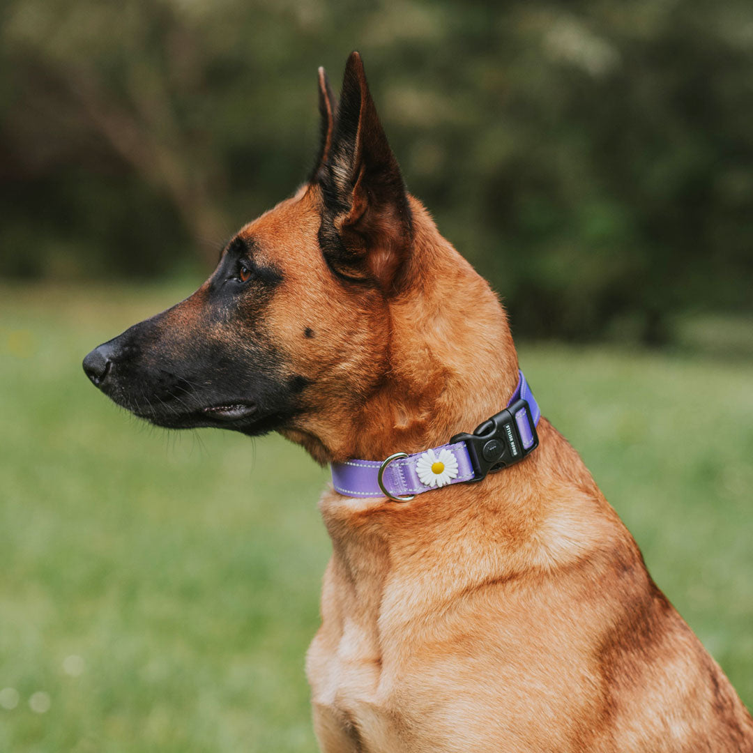 Berry Personalised Collar