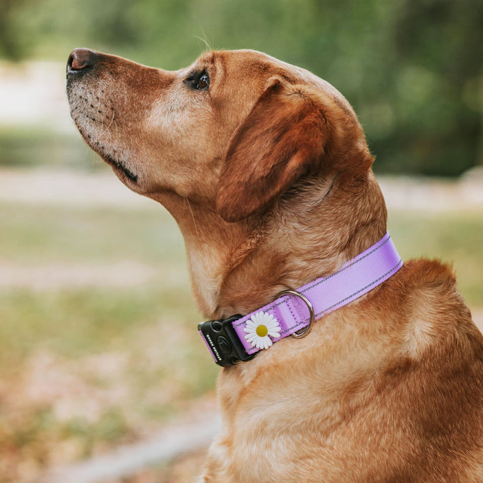 Berry Personalised Collar