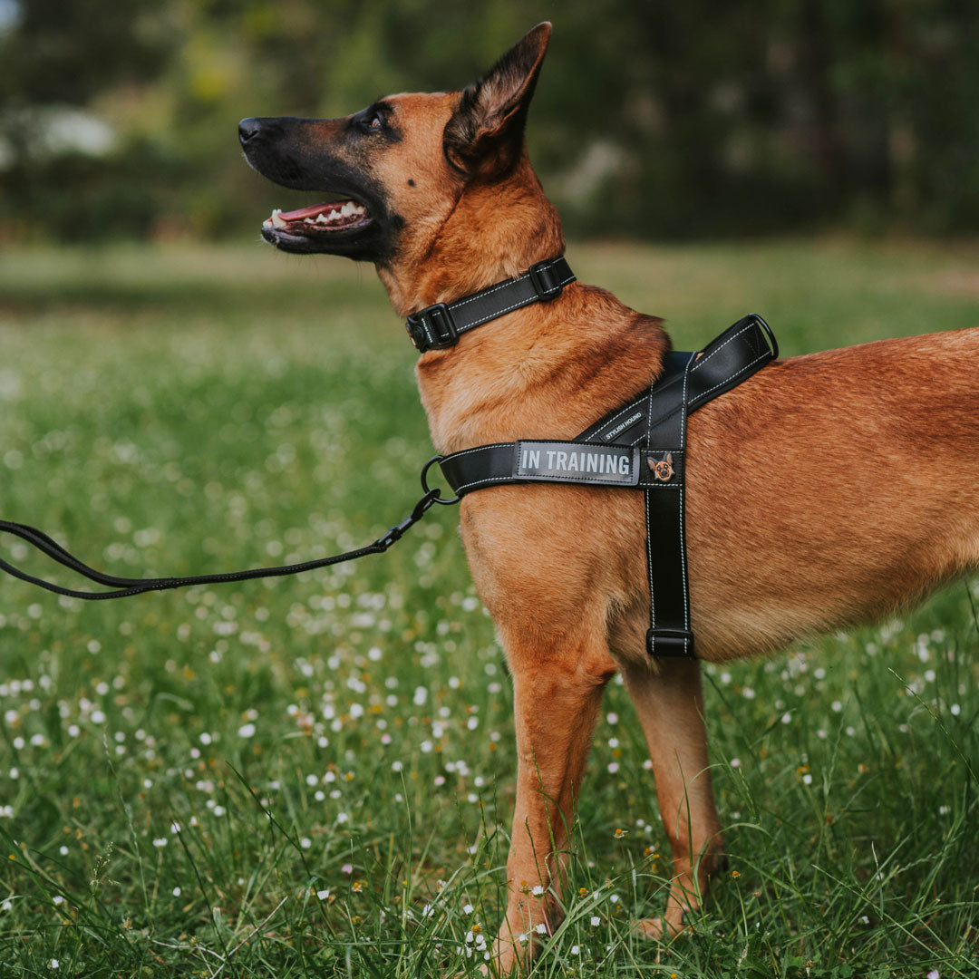 Personalised No-Pull Harness