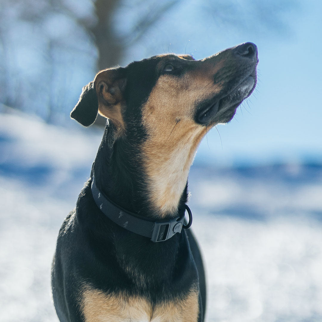 Blackout Collar - Blackout