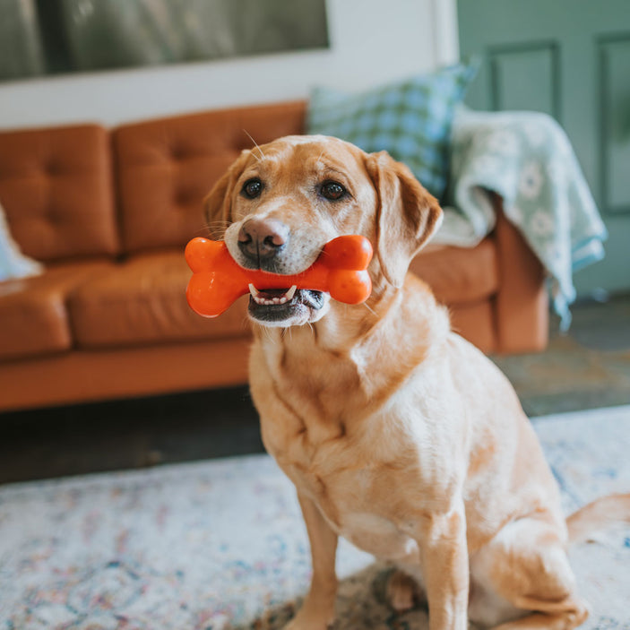 Crunch Rubber Bone Medium Power Chew