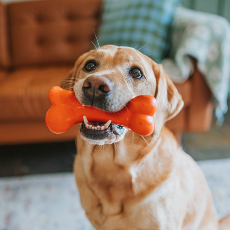 Crunch Rubber Bone Small Power Chew