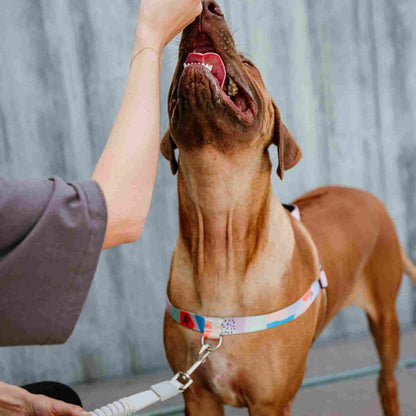 Newtown CC Leash - Newtown