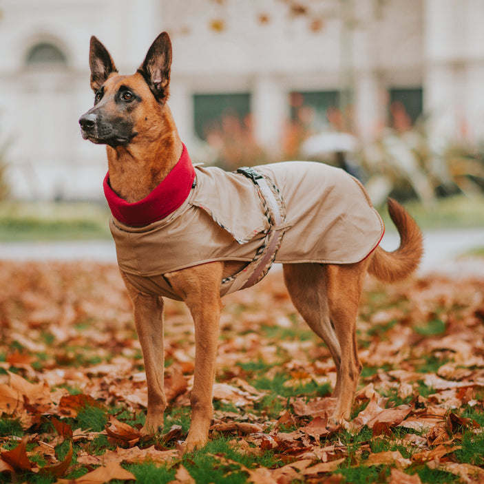 Tan London Trench Coat