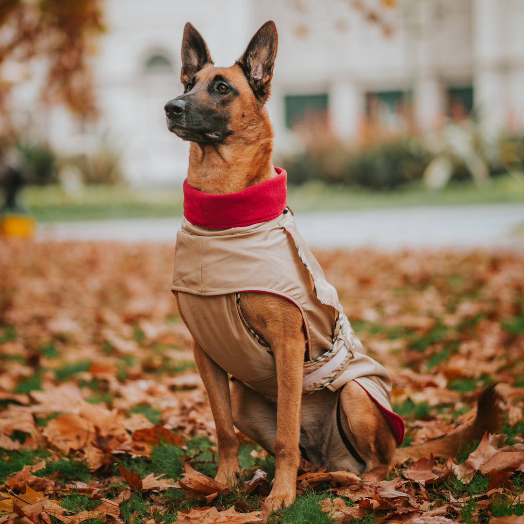 Tan London Trench Coat