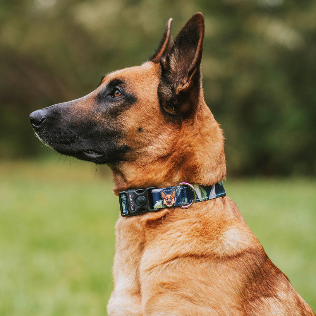 Personalised Collar