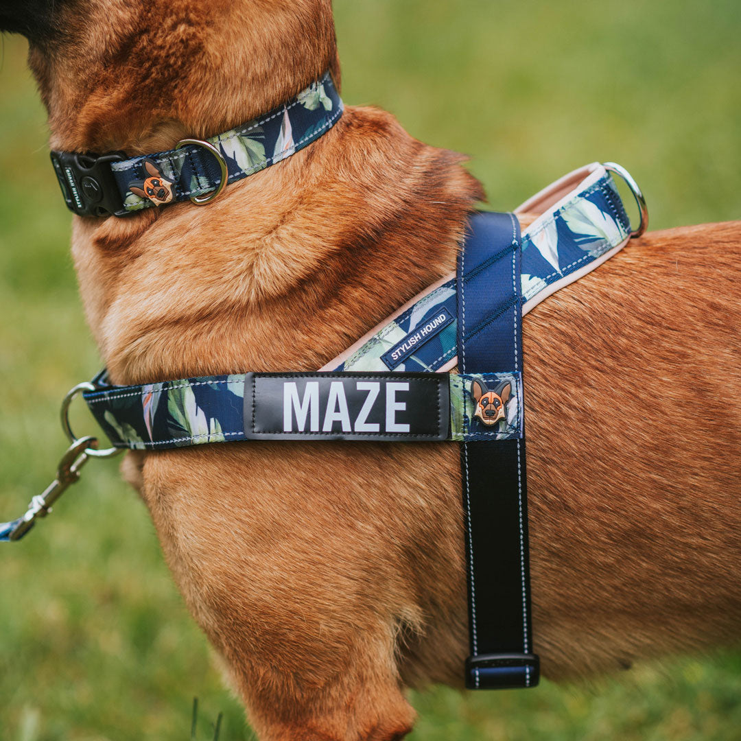 Personalised No-Pull Harness