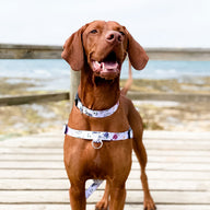 Evergreen Collar