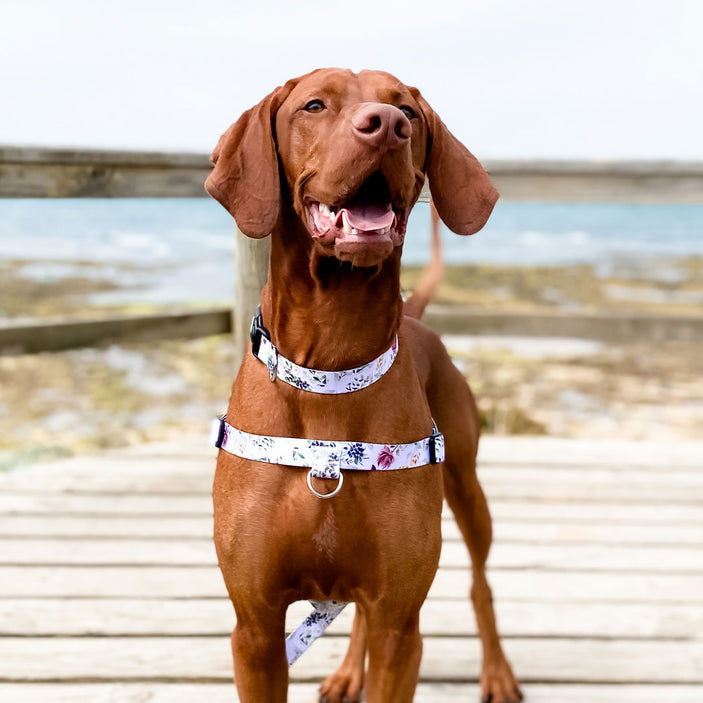 Evergreen Collar