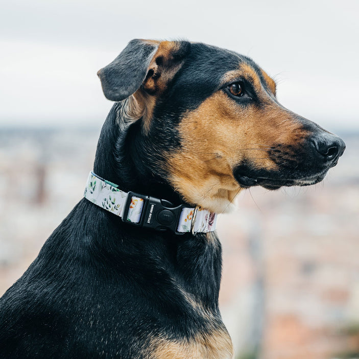 Evergreen Collar