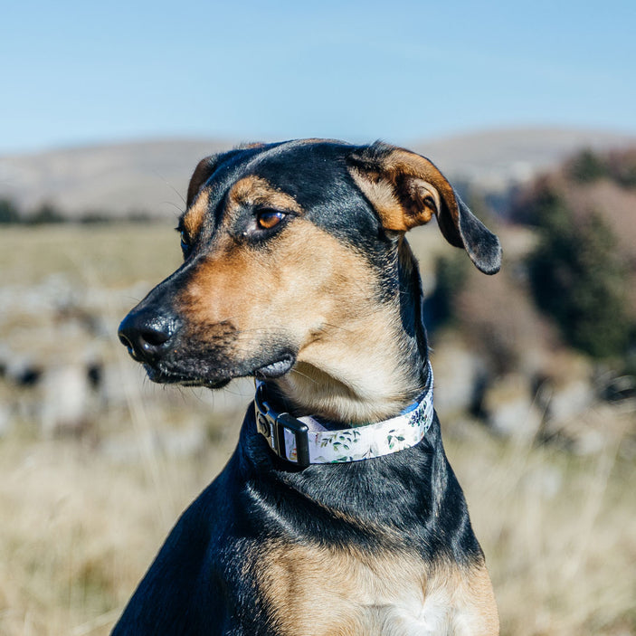 Evergreen Collar