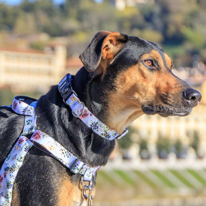 Evergreen Collar