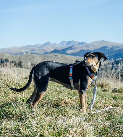 Newtown CC Leash - Newtown