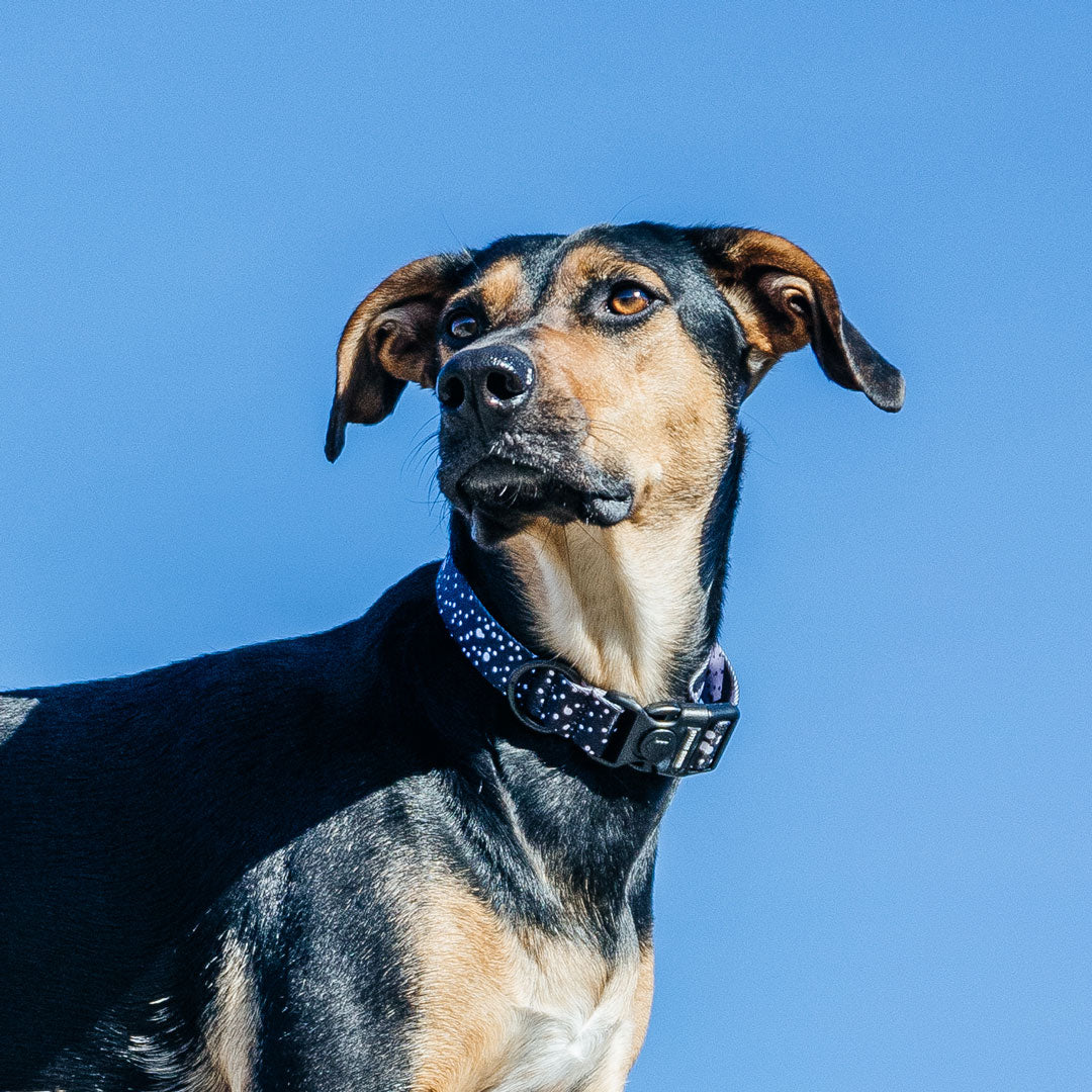 Jackson Collar - Jackson