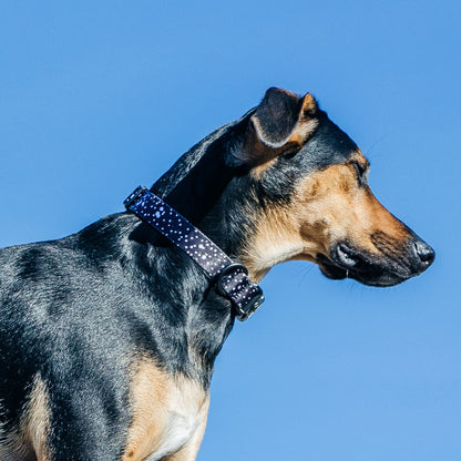 Jackson Collar - Jackson