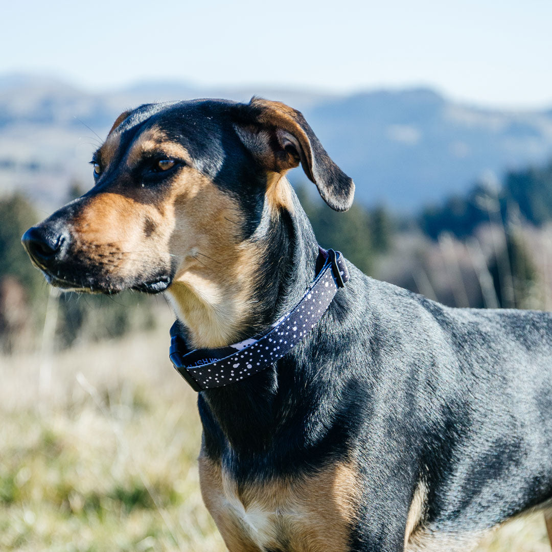 Jackson Collar - Jackson