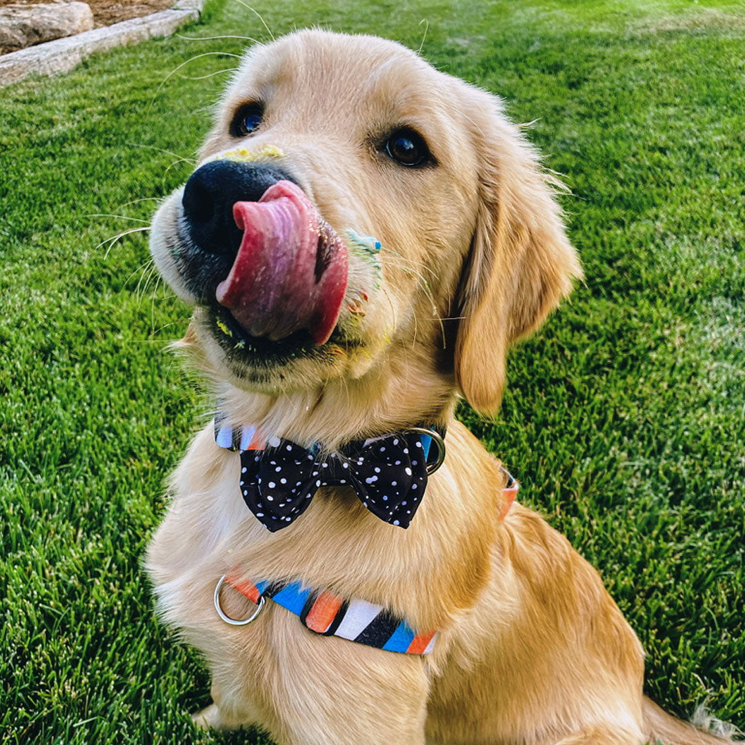 Jackson Bow Tie - Jackson