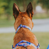 Luna Collar - Luna