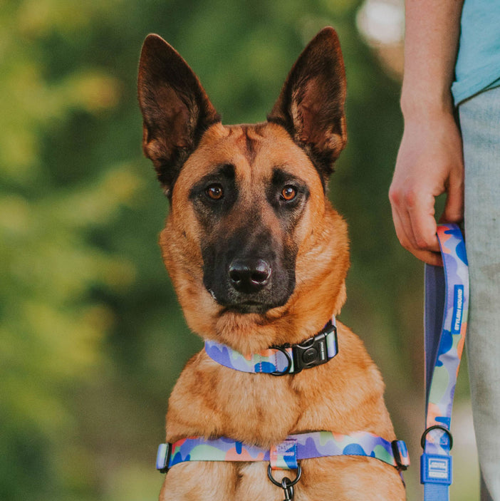 Luna Collar - Luna