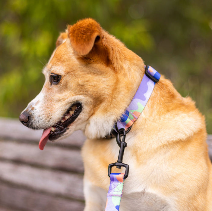 Luna Collar - Luna